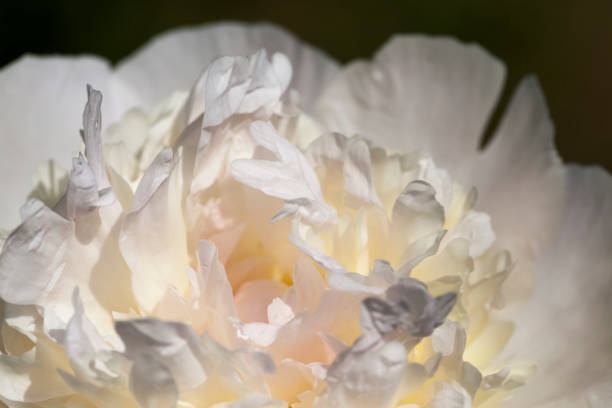 istock white peonies blooming in the summer 1329405988