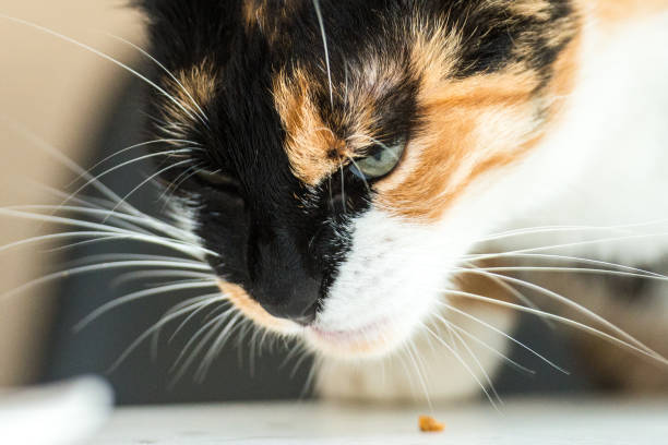 istock Portrait of a calico cat 1329406069