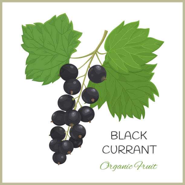 illustrazioni stock, clip art, cartoni animati e icone di tendenza di ribes nero-01 - gooseberry fruit growth green