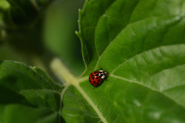 istock A small red Asian ladybug, with many black spots, climbs on a large green leaf in nature 1329407144