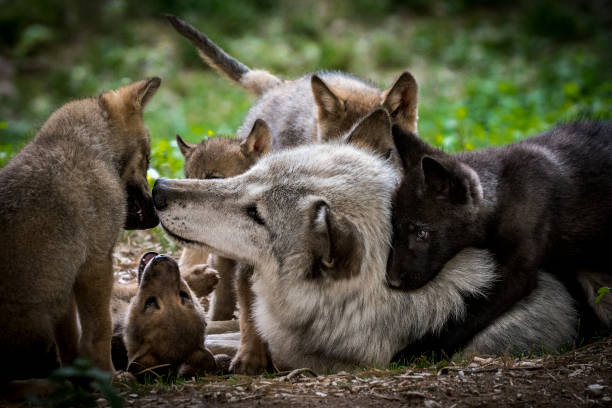 wolf mit wurf verspielter jungtiere - raubtierjunges stock-fotos und bilder