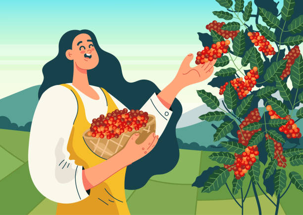 Woman worker character harvest coffee bean. Coffee plantation production concept. Vector flat cartoon design illustration Woman worker character harvest coffee bean. Coffee plantation production concept. Vector flat cartoon design coffee tree stock illustrations