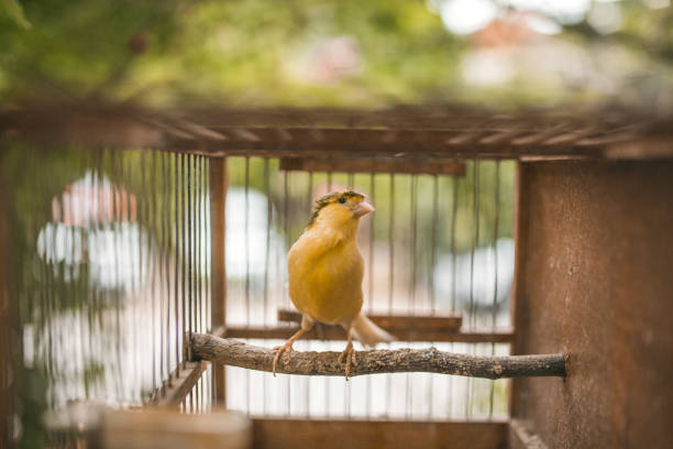 istock Small yellow bird in a cage 1329409899