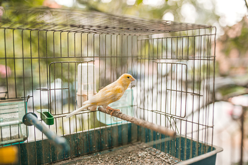 Happy small yellow bird in a cage