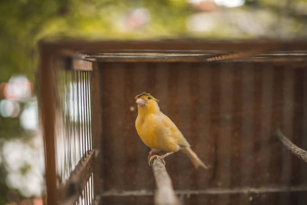istock Small yellow bird in a cage 1329410499
