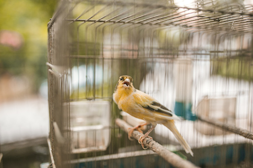 a lovebird with Fischer's glasses or with the scientific name Agapornis fisheri with red, orange, yellow and green feathers, is one of the birds that is kept by many bird lovers.