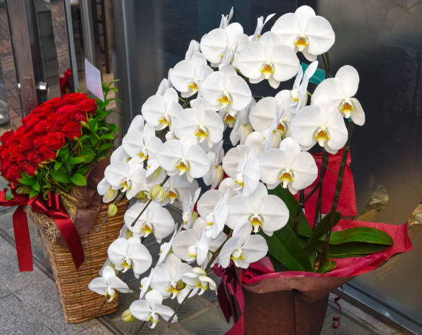 weiße phalaenopsis orchidee und rote rose. - geschäftseröffnung stock-fotos und bilder