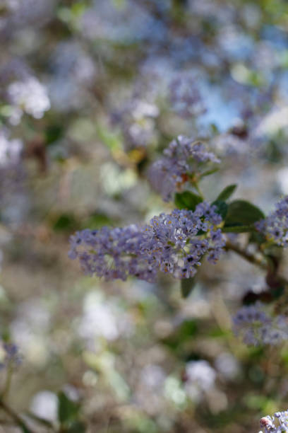 istock CEANOTHUS OLIGANTHUS BLOOM - RED ROCK CP MRCA - 040821 D 1329410663