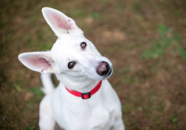 A white Shepherd dog with a head tilt