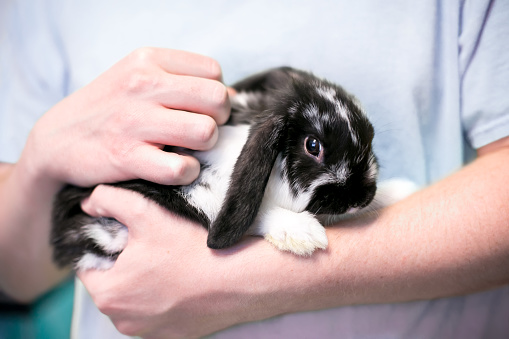 A person holding a young black and white Lop eared rabbit in their arms
