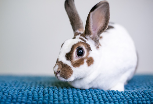A brown and white Rex breed pet rabbit sitting on a blue blanket