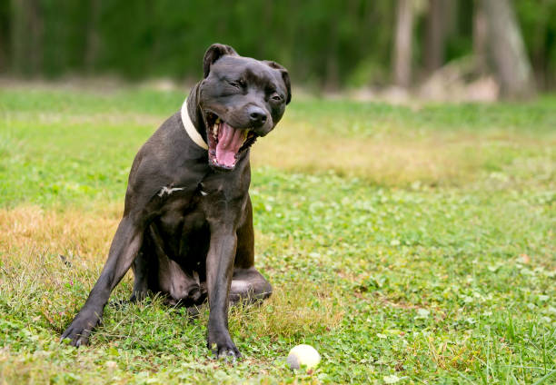 istock A black Pit Bull Terrier mixed breed dog yawning 1329412799