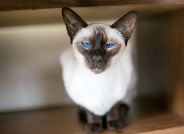 A purebred Siamese cat with bright blue eyes A purebred Siamese cat with a wedge shaped head, seal point markings and bright blue eyes siamese cat stock pictures, royalty-free photos & images