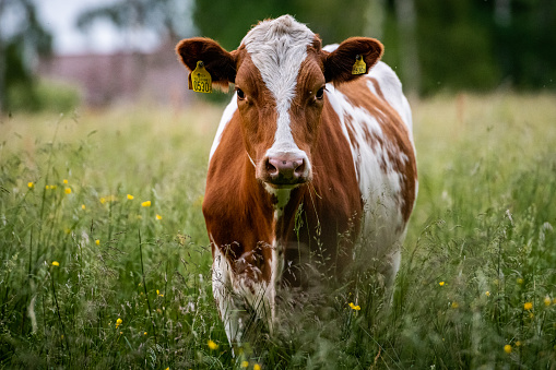 White and brown cow on a green field in Stockamöllan, Eslöv, Sweden