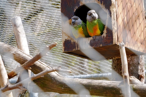 A pair of Senegal parrots in cage in a zoo. They are called Poicephalus senegalus in Latin. They are largely spread in West Africa.