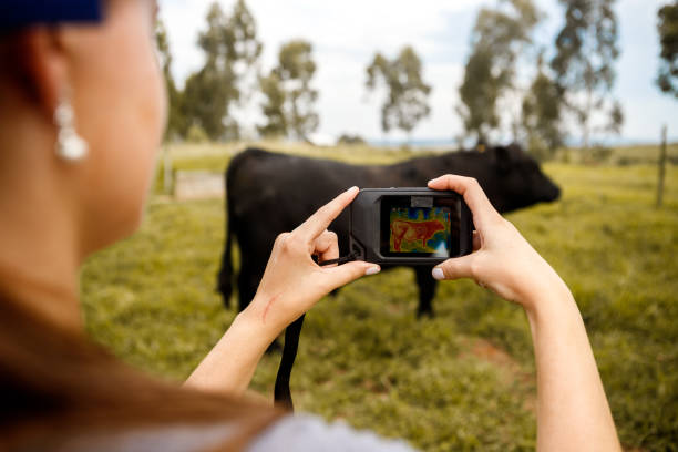 istock A Person checking the external temperature of the cattle with thermographic camera 1329413613