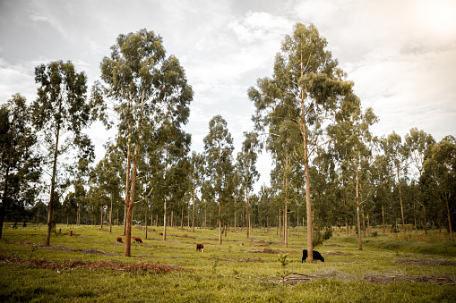 planting forest with pasture