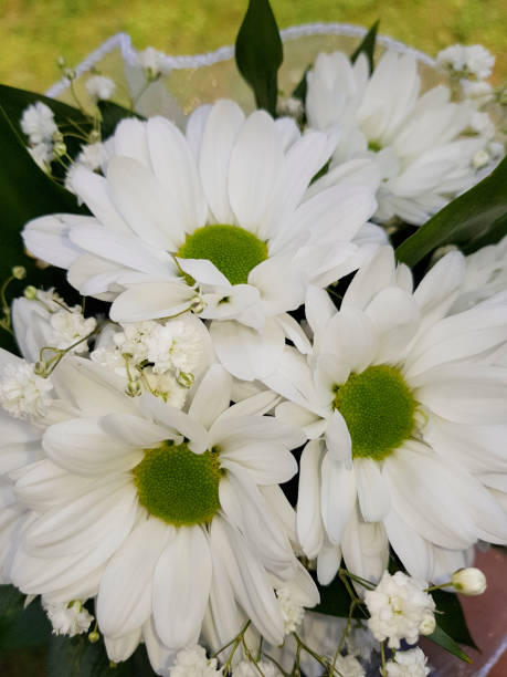 istock Bouquet of chrysanthemums close up 1329416118