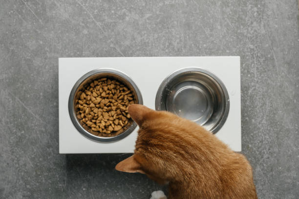 istock Ginger cat is eating from the bowl, complete and balanced diet 1329416190