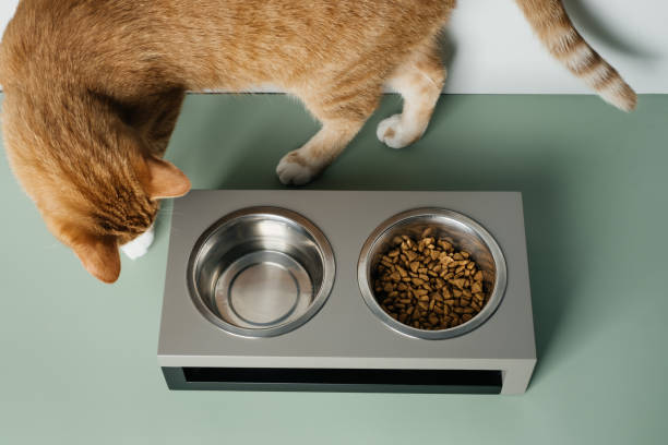 istock Ginger cat is eating from the bowl, complete and balanced diet 1329416897
