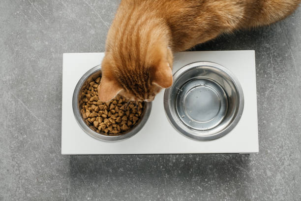 istock Ginger cat is eating from the bowl, complete and balanced diet 1329416931