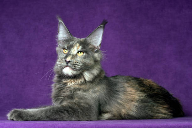 istock A big maine coon cat. 1329417173