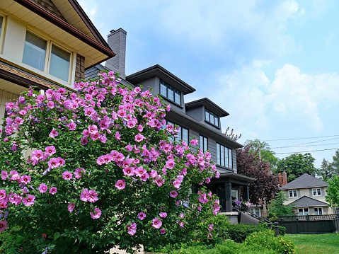 Residential neighborhood with garden in summer with beautiful purple Rose of Sharon bush