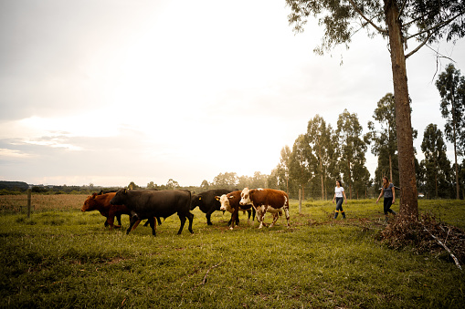 group of women leading the cattle. Technology in sustainable agriculture