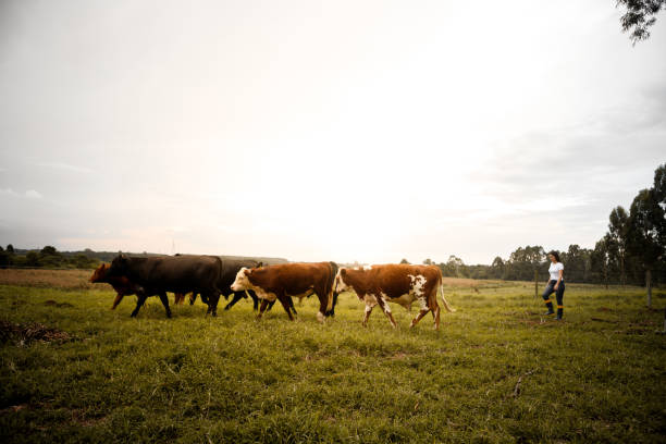istock group of women leading the cattle 1329418089