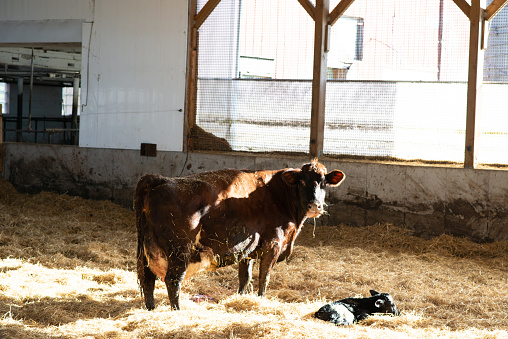 Mother cow stands next to newborn calf