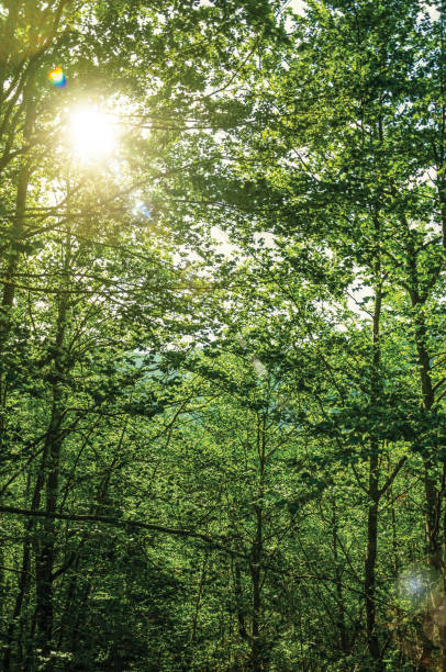 istock Branches full of leaves on a forest in a sunny day 1329419705