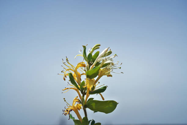 Lonicera japonica\nHoneysuckle