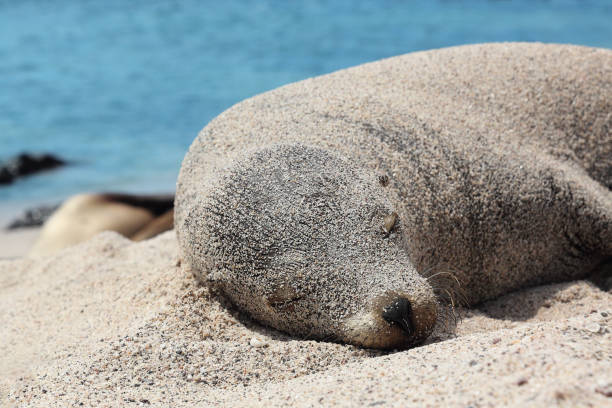 istock Galapagos Sea Lion in sand lying on beach 1329419750