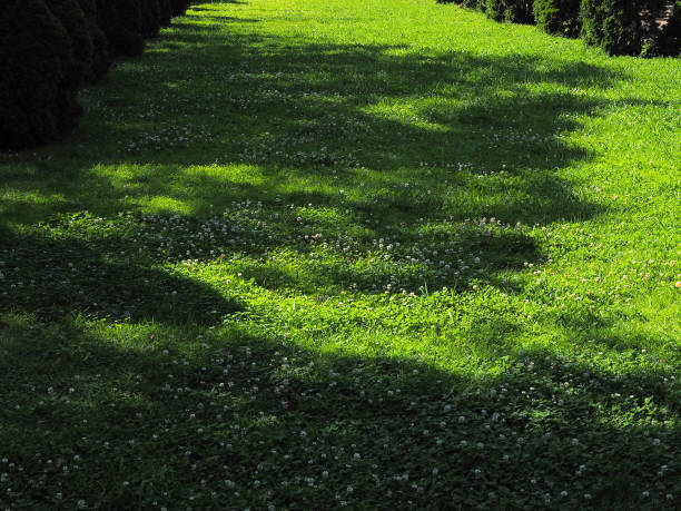 Lawn with dense green grass and clover with shadow cast by trees and sunlight