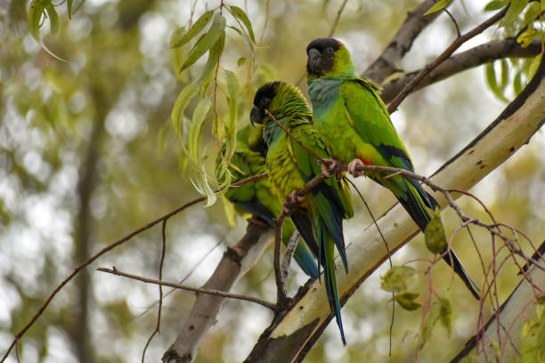 istock group of wild nanday parakeet (Aratinga nenday) in a tree 1329419995