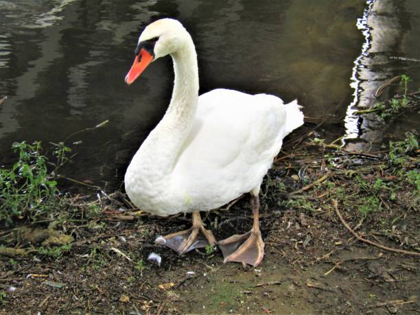 istock Japan. June. Swan. Portrait. 1329420709