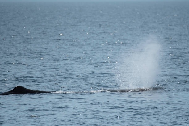 istock Blowing of a sperm whale 1329420799
