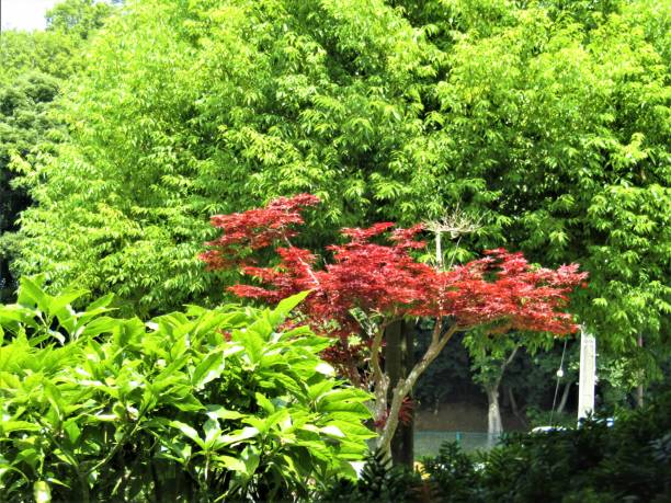 istock Japan. June. Green and red. 1329420872