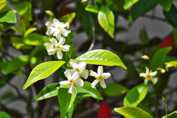 istock Trachelospermum asiaticum 1329422436