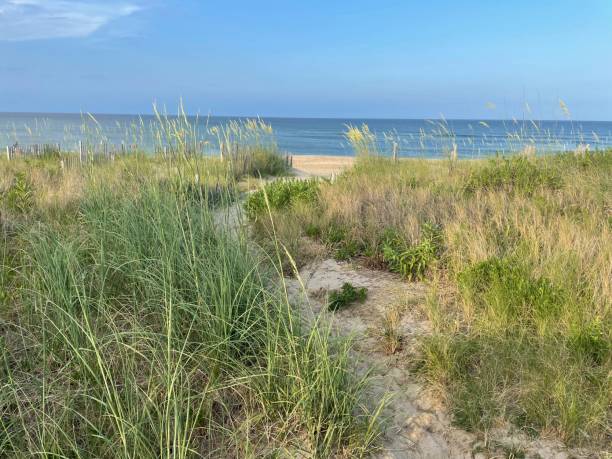istock A path through a sand dune to the beach 1329422551