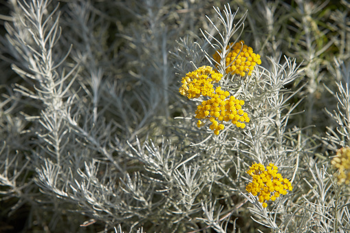 Helichrysum italicum in bloom, rounded yellow group of small flowers with silver leaves.Helichrysum italicum in bloom, rounded yellow group of small flowers with silver leaves.
