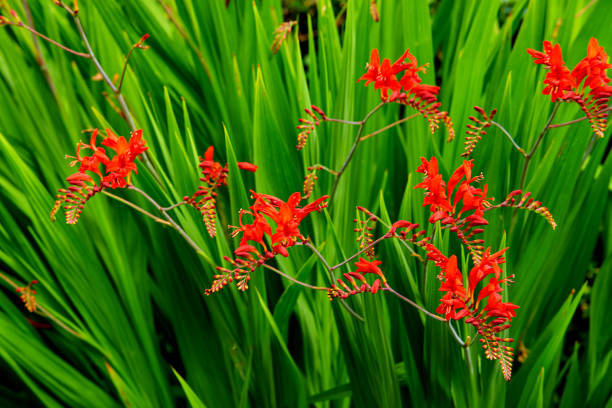 istock A Crocosmia called Lucifer in a garden setting. 1329423137
