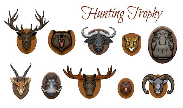 Hunting trophies, hunted animal heads on wall Hunting trophies animals heads. Vector deer, roaring grizzly bear muzzle and african buffalo, cheetah, hippo and gazelle, warthog, elk and beaver, bighorn sheep ram hanging on wooden plate taxidermy stock illustrations