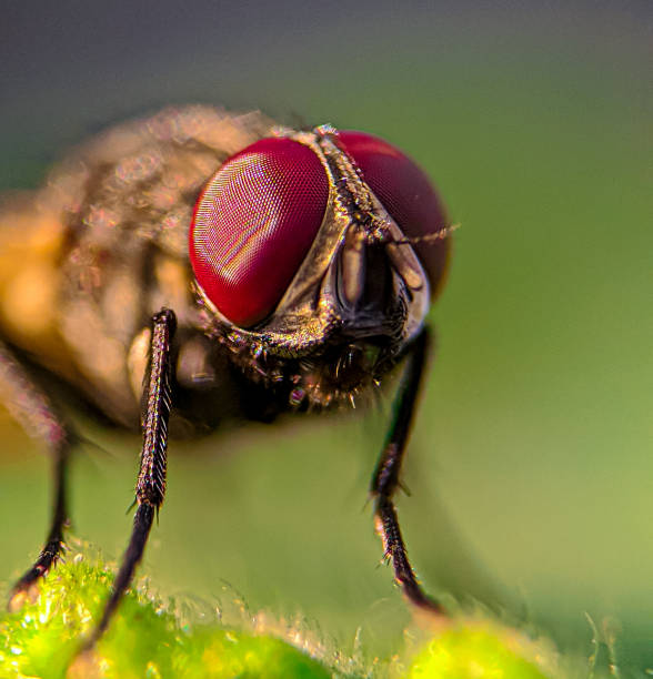 istock macro photo of a fly 1329430926