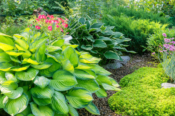 Bushes grown perennial ornamental host in a summer garden flower bed. Leaves of a perennial host plant in the garden plot of a summer garden. hosta photos stock pictures, royalty-free photos & images