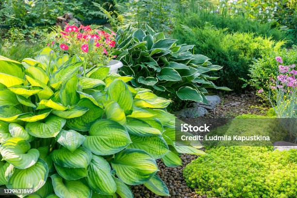 Bushes Grown Perennial Ornamental Host In A Summer Garden Flower Bed Stock Photo - Download Image Now