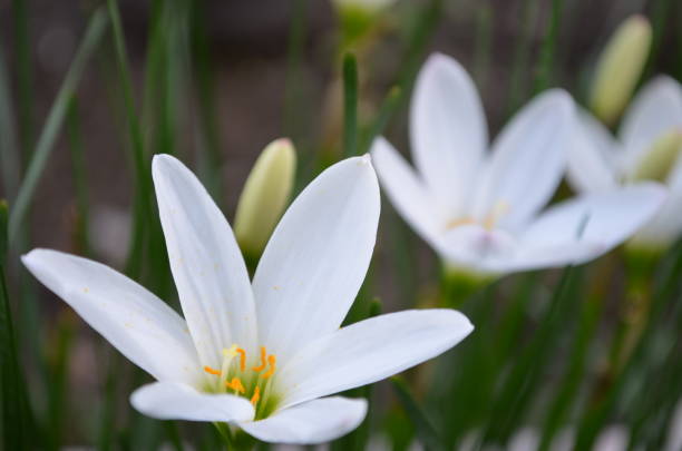 istock Zephyranthes candida, with common names that includes autumn Zephyr lily, white wildflower and Peruvian swamp lily, is a species of rain lily. Amaryllidaceae. White fairy lily 1329434142