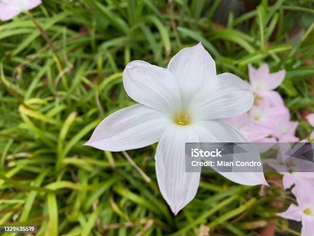 Zephyranthes Drummondii Stock Photo - Download Image Now - Beauty, Beauty In Nature, Biology