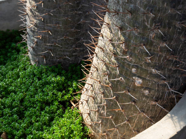 istock Growing green cactus plant. 1329435716