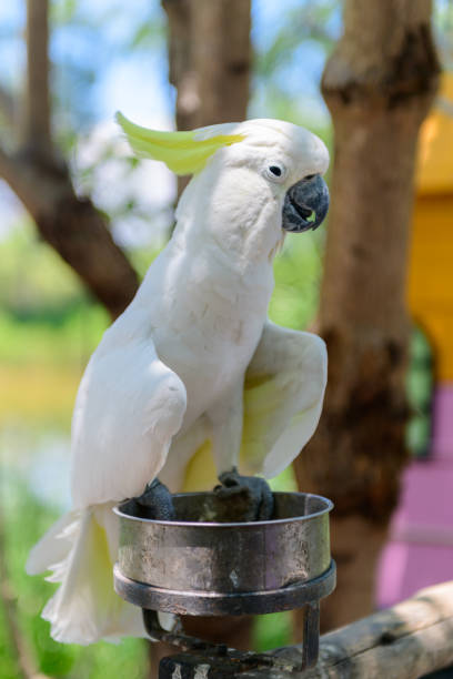 istock cute white Cockatoo bird on nature background, 1329437065